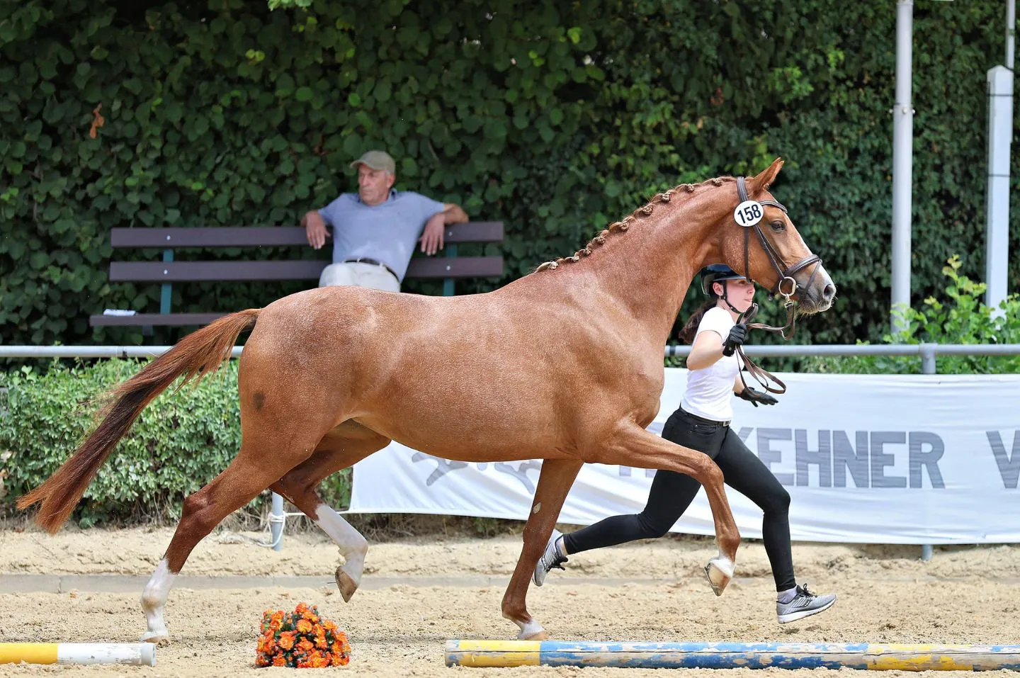 Soleil D'Or, Trakehner Stute – Bild 2