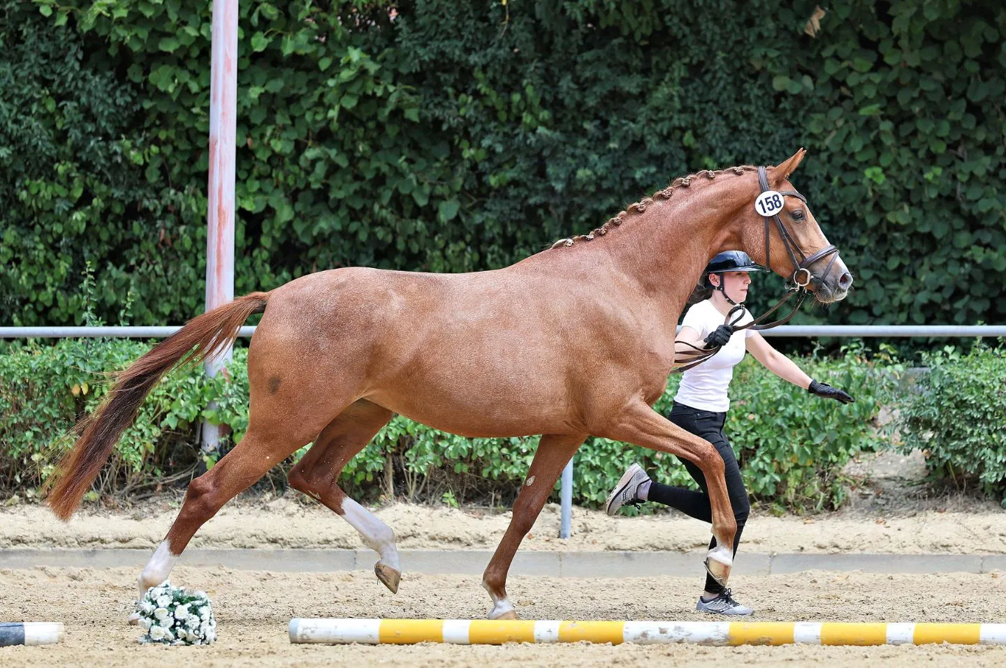 Soleil D'Or, Trakehner Stute – Bild 3