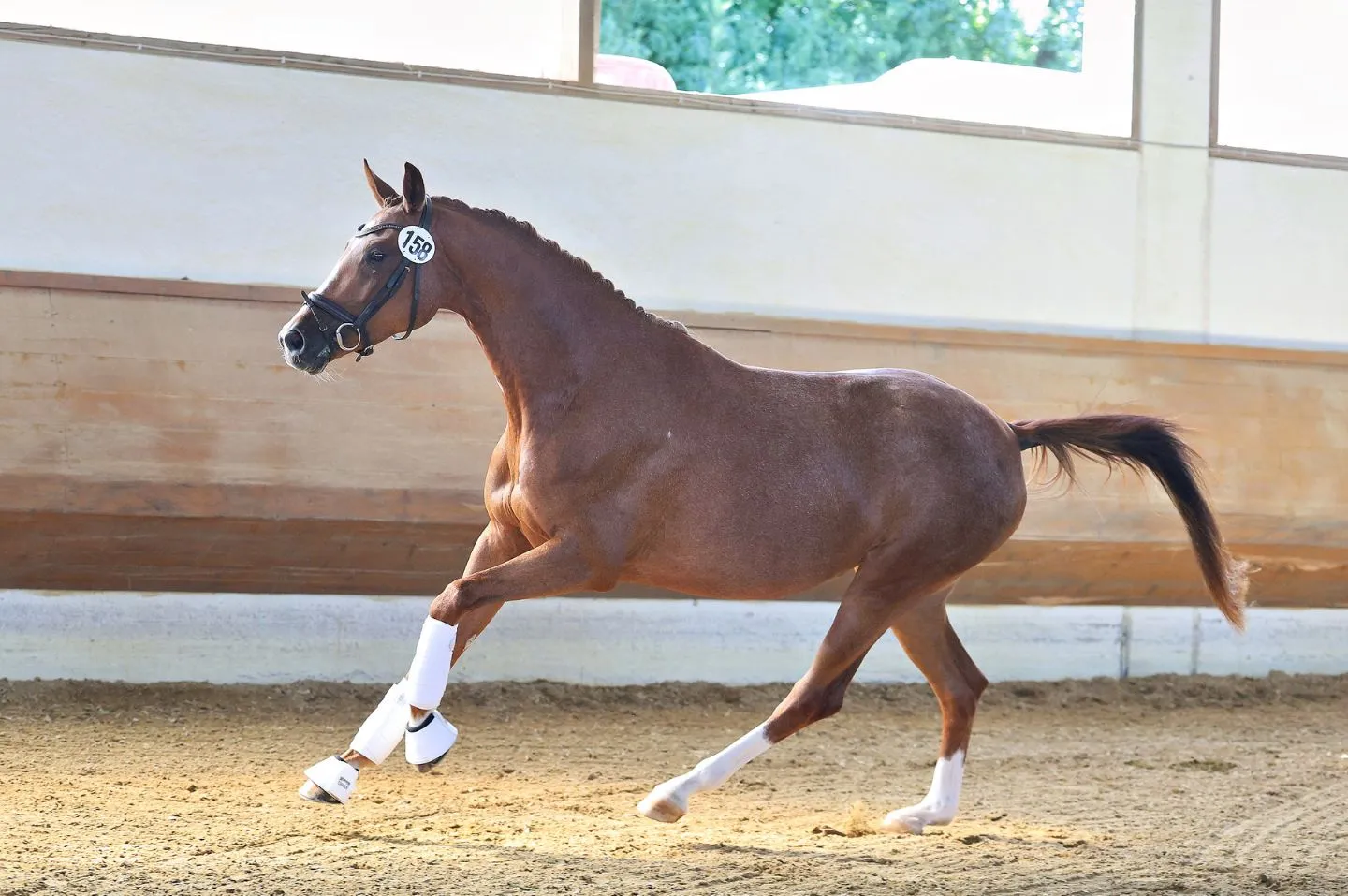 Soleil D'Or, Trakehner Stute – Bild 4