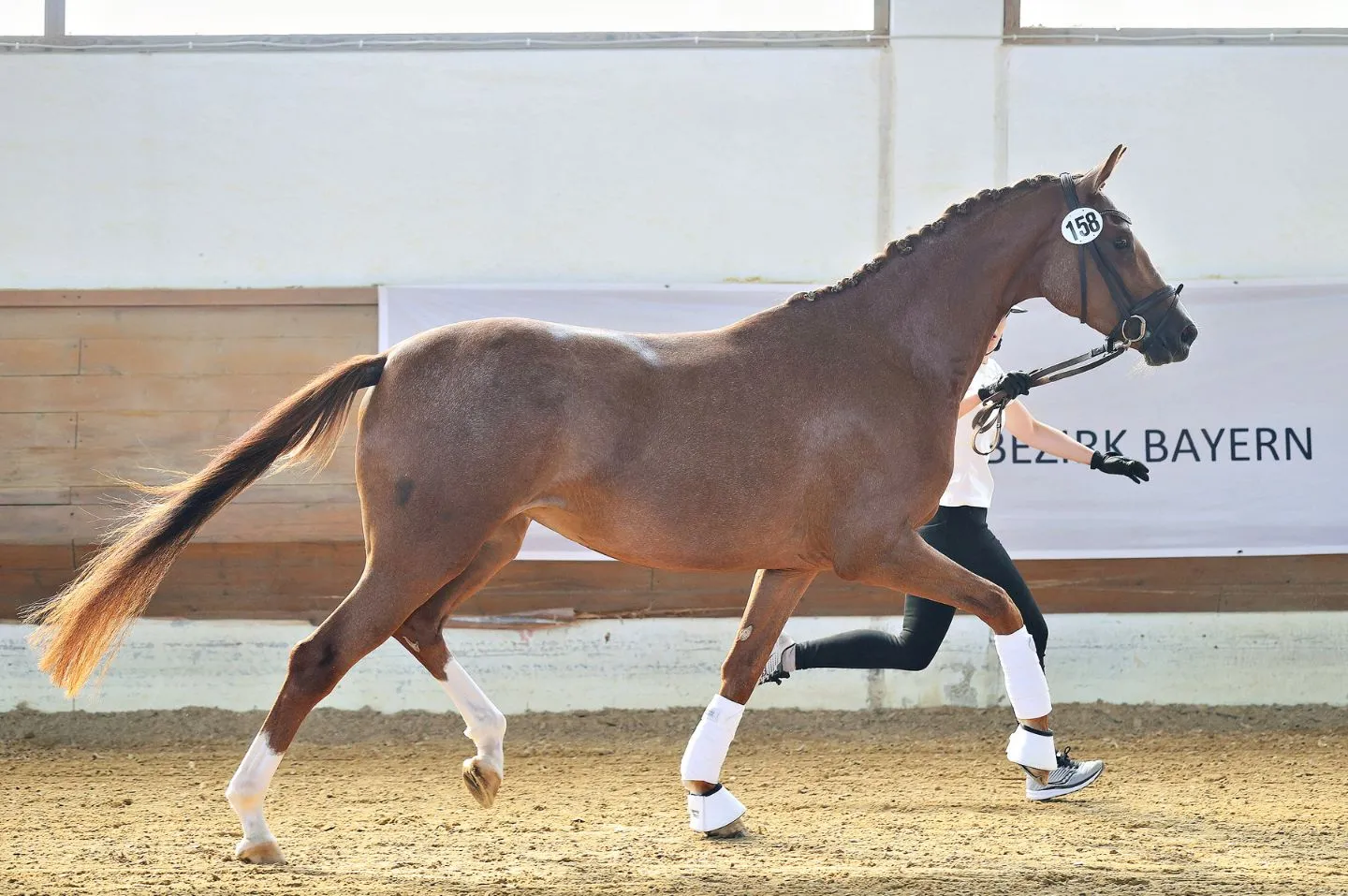 Soleil D'Or, Trakehner Stute – Bild 5