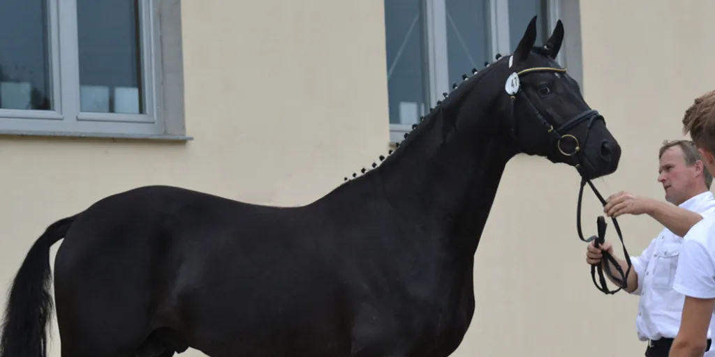 trakehner-hengstvorauswahl-bayern-2016