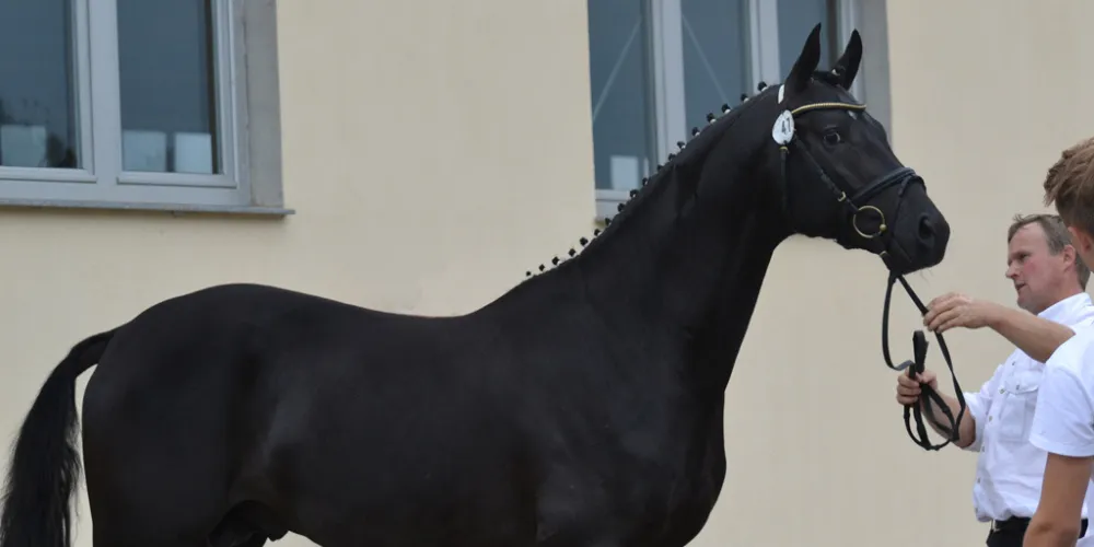 trakehner-hengstvorauswahl-bayern-2016