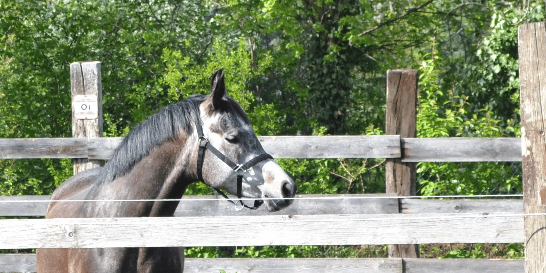merelyn-hat-ein-neues-zuhause