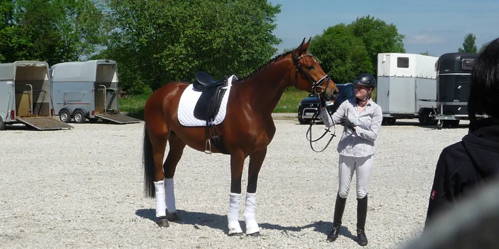 dressurpferdesichtung-trakehner-verband-mai-2015