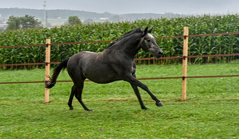 mistral