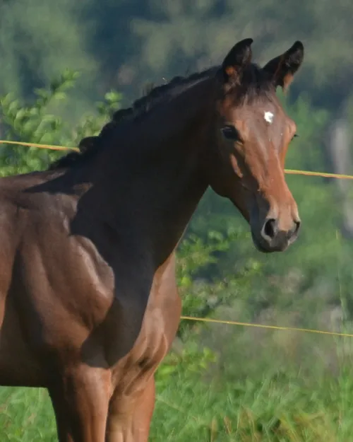 goldwyn