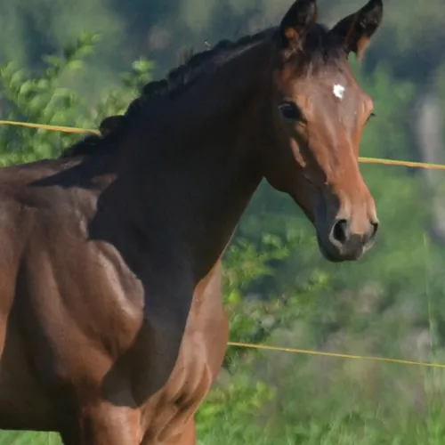 goldwyn
