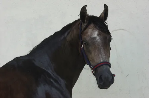 simon-ox