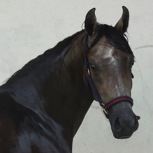 simon-ox