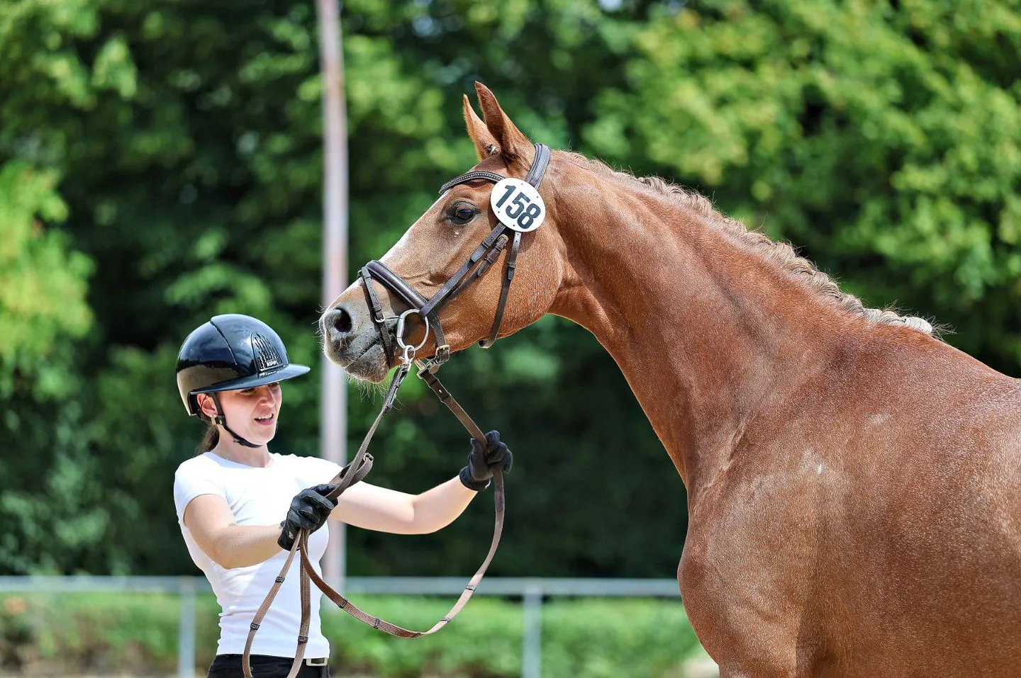 Soleil D'Or, Trakehner Stute – Bild 1