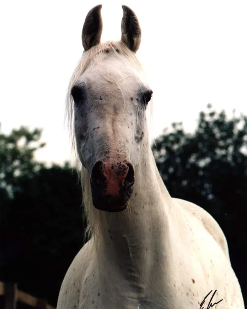 sherifa-ox